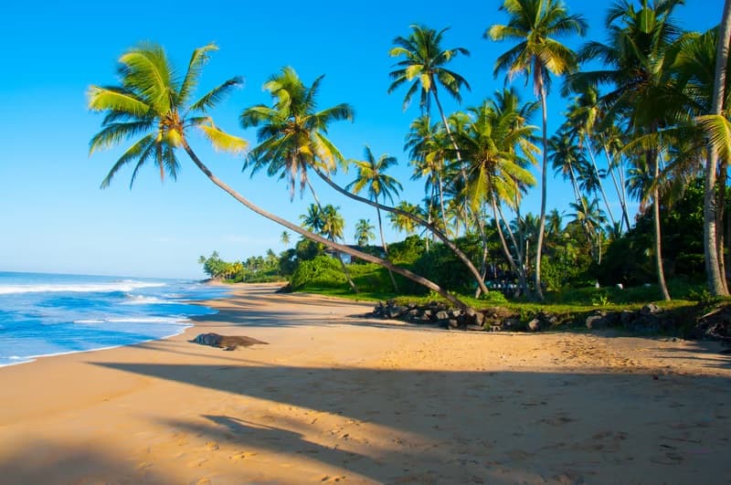 Palm-lined Bentota Beach in Sri Lanka