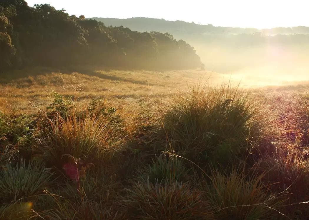 Morning mist over Horton Plains grasslands