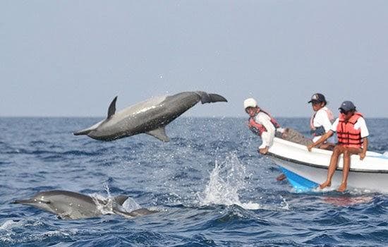 Dolphins swimming in the sea near Kalpitiya Sri Lanka