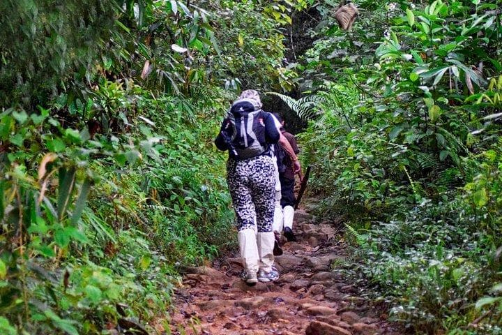 Tropical rainforest around Kitulgala Sri Lanka