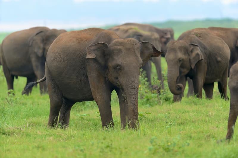Minneriya, Sri Lanka
