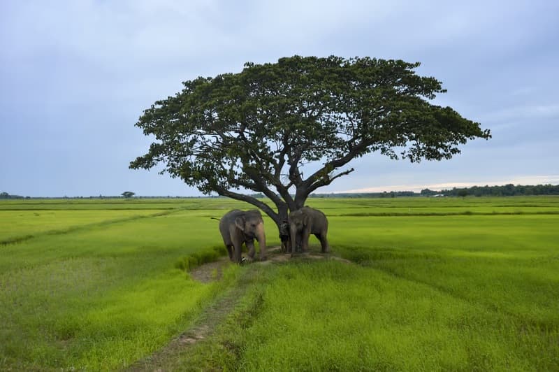 Elephants in the open landscape of Kaudulla National Park