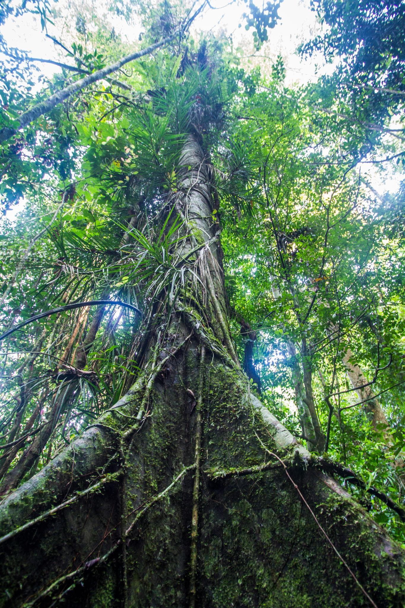 Dense tropical rainforest in Sinharaja Forest Reserve Sri Lanka