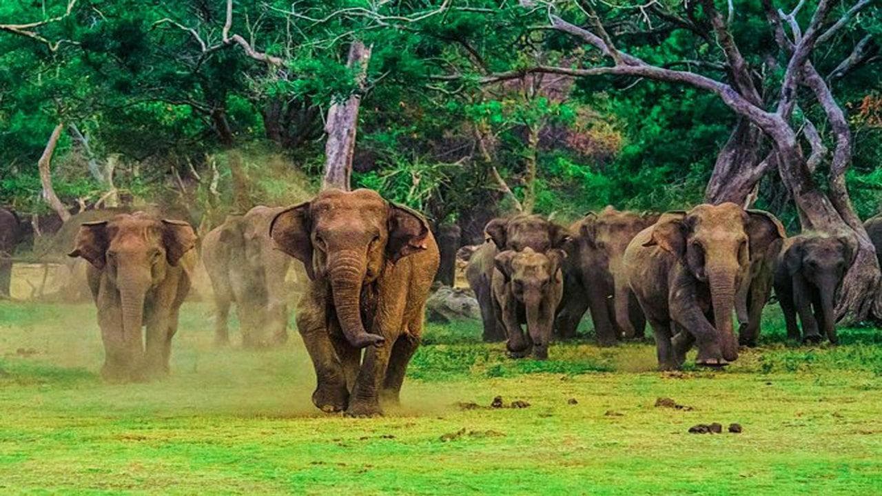 Udawalawe, Sri Lanka