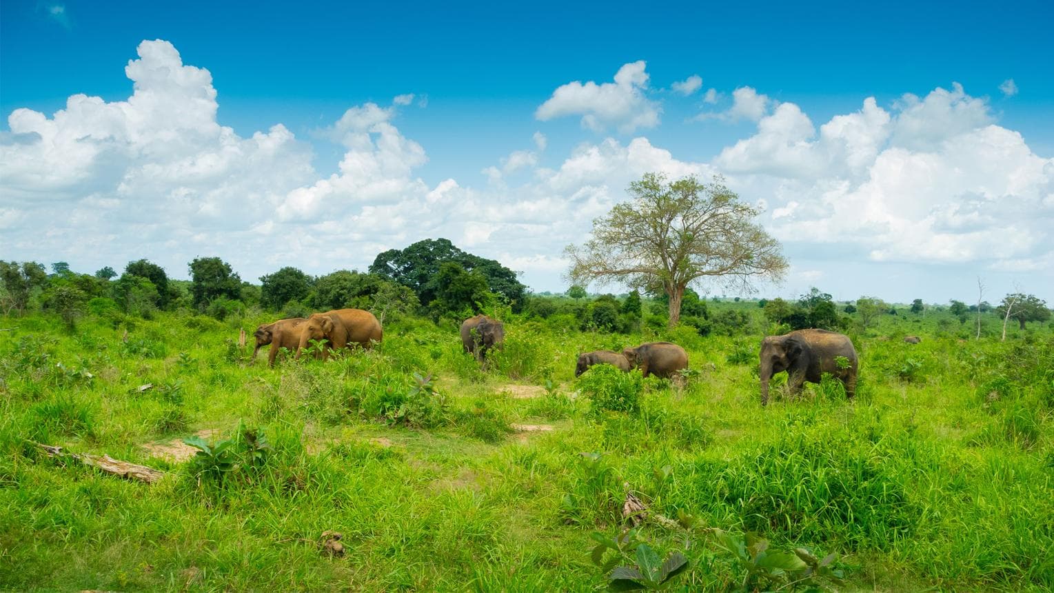 Udawalawe, Sri Lanka