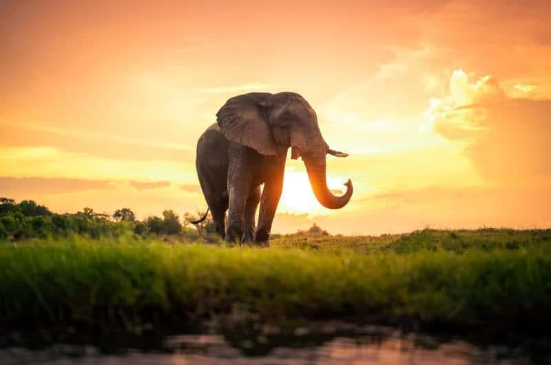 Elephant in the Udawalawe landscape at sunset