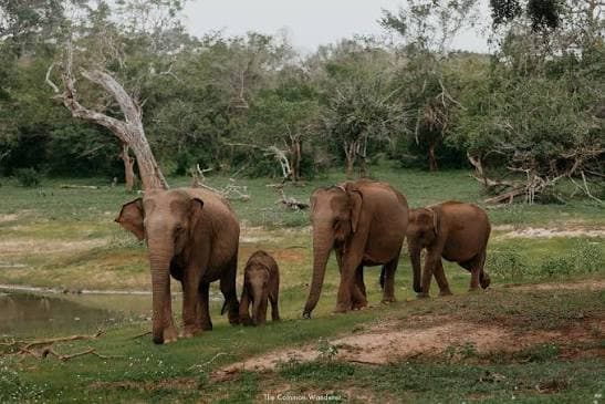 Safari jeep travelling through Yala National Park