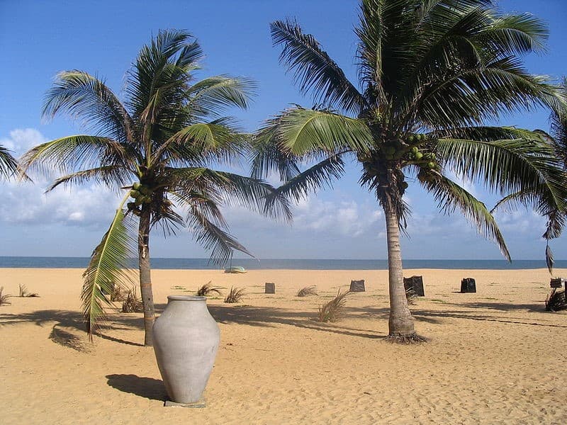 Bentota Beach with palm trees